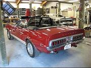 Shelby_finished